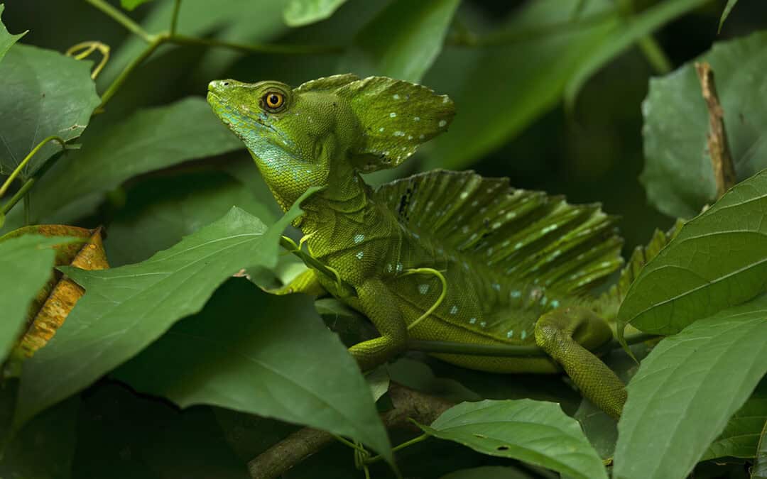 Die bizarren Echsen der Welt