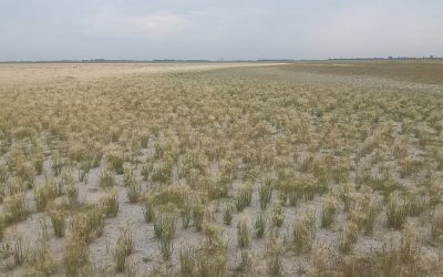 WWF fordert Maßnahmenpaket gegen Wasserknappheit in Ostösterreich