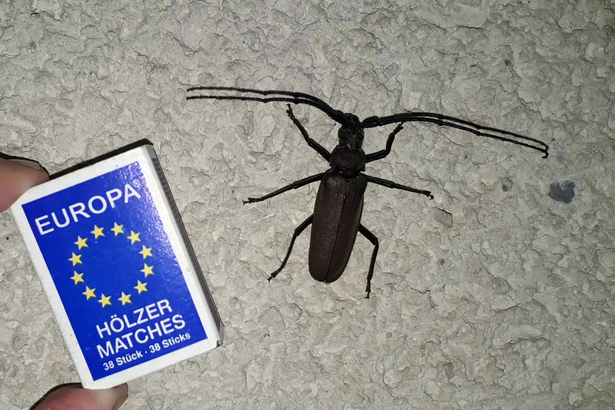 Ein männlicher Eichenbockkäfer