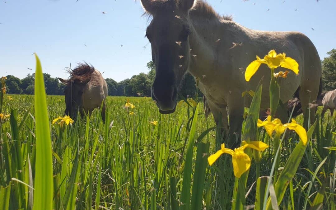 WWF-Auenreservat Marchegg: Dank Wildpferd-Herde zu Heuschrecken-Hotspot