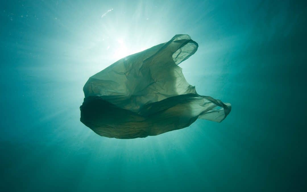 UN-Plastikabkommen: WWF begrüßt „Anfang vom Ende der Plastikflut“ – Politik jetzt gefordert