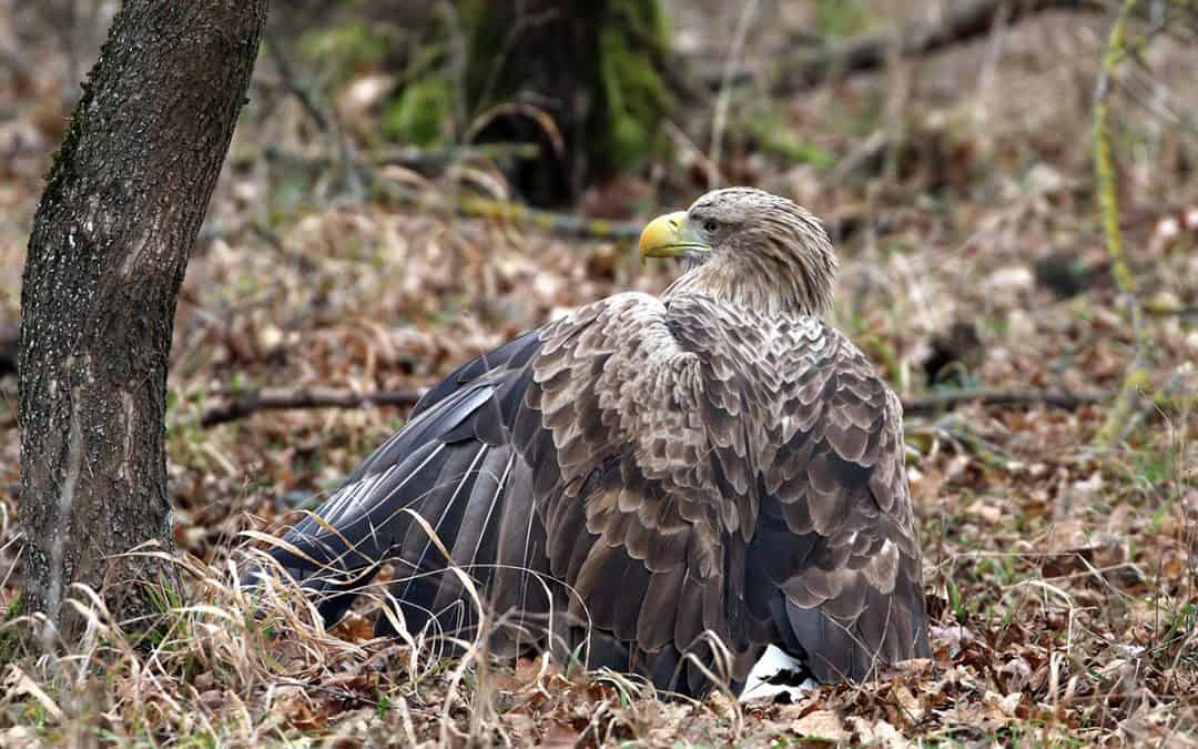 WWF und BirdLife: Seeadler angeschossen, vergiftet und kollidiert
