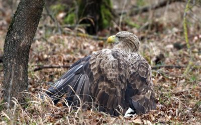 WWF und BirdLife: Seeadler angeschossen, vergiftet und kollidiert