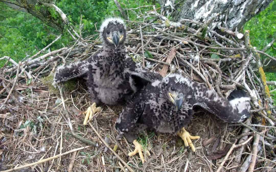 Österreichische Seeadler-Familie im Livestream