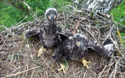 Im Livestream bei Familie Seeadler: Wirf einen Blick in den Adlerhorst!