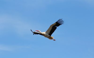 Frühlingsbote: Erster Weißstorch in Marchegg gelandet