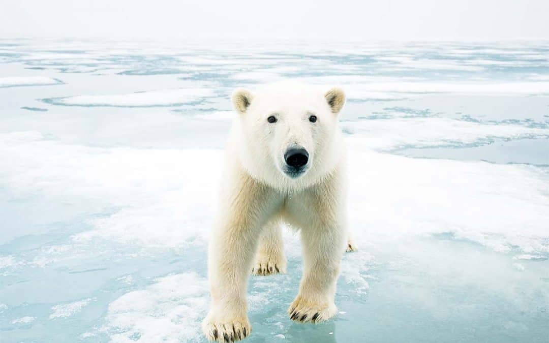 5 Arten, die durch den Klimawandel bedroht sind