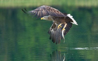Wildtierkriminalität in Österreich: 310 Fälle und eine sehr hohe Dunkelziffer