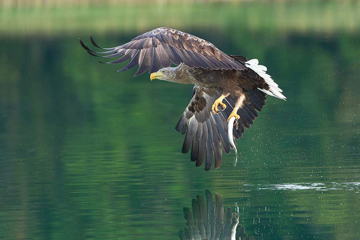 Seeadler