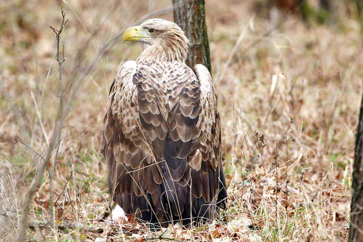 Seeadler