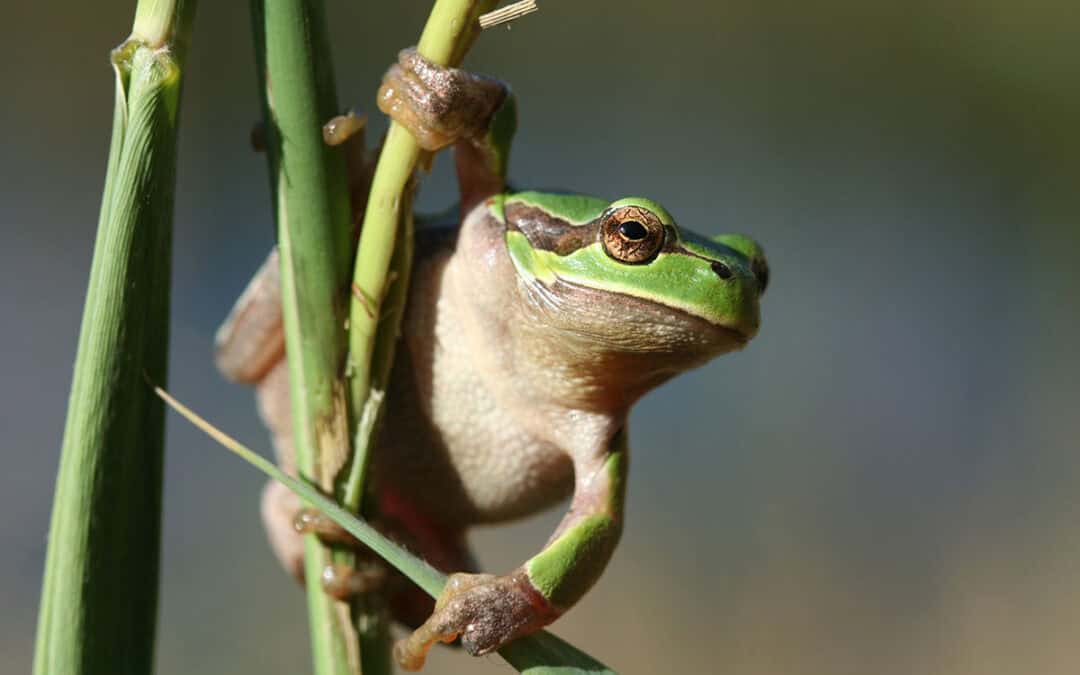 Die große Frühlingswanderung