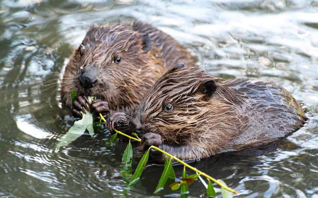 Fotostrecke: Für diese Projekte brauchen wir 2023 deine Unterstützung