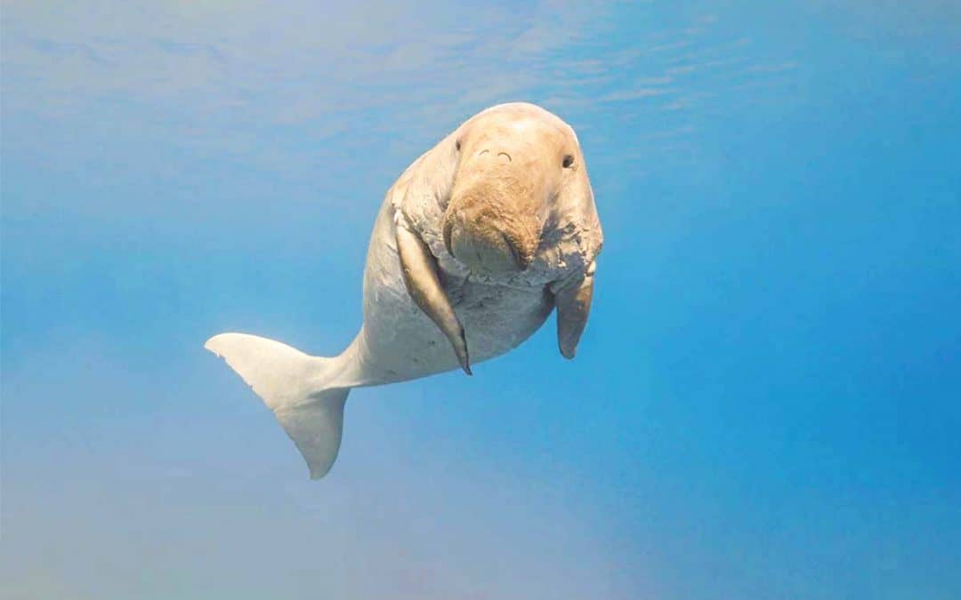 Bild der Woche: Mehr Platz für Dugongs