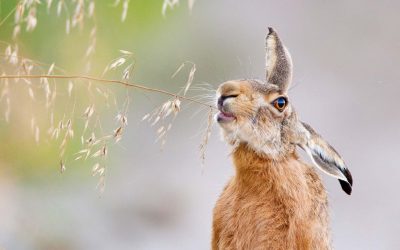 VCÖ und WWF: Jährlich kommen mehr als 20.000 Hasen im Straßenverkehr unter die Räder