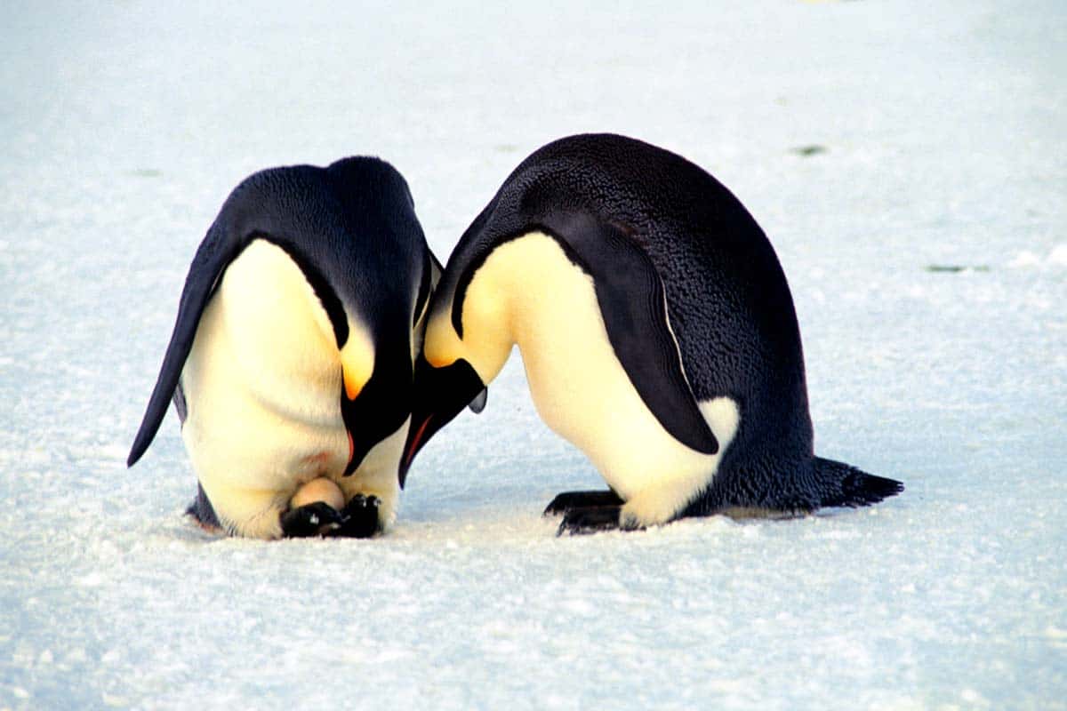 Kaiserpinguineltern halten ihr Ei warm © Adobe Stock Kaiserpinguine Ei