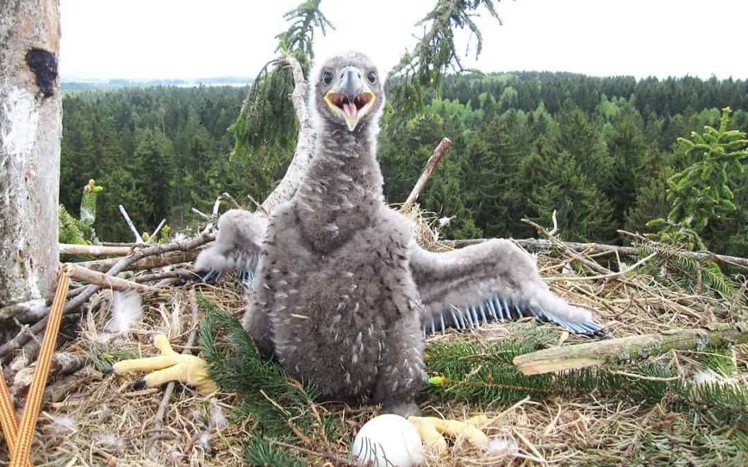 WWF: Erfolgreiche Seeadler-Brutsaison – 50 Jungvögel ausgeflogen