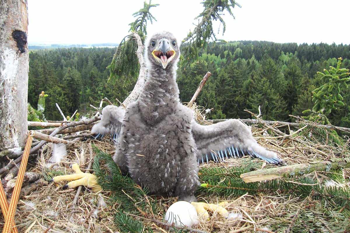 Seeadler