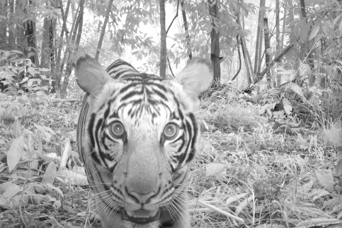 wwf-at_Tiger_Kamerafalle_(c)WWF-Malaysia Tiger