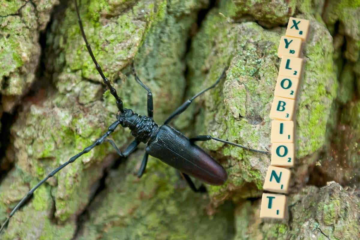 Xylobiont - Eichenbock- Bernhardsthal