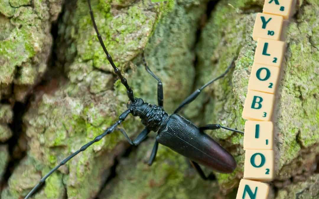 Scrabble-Wort des Tages: “Xylobiont”