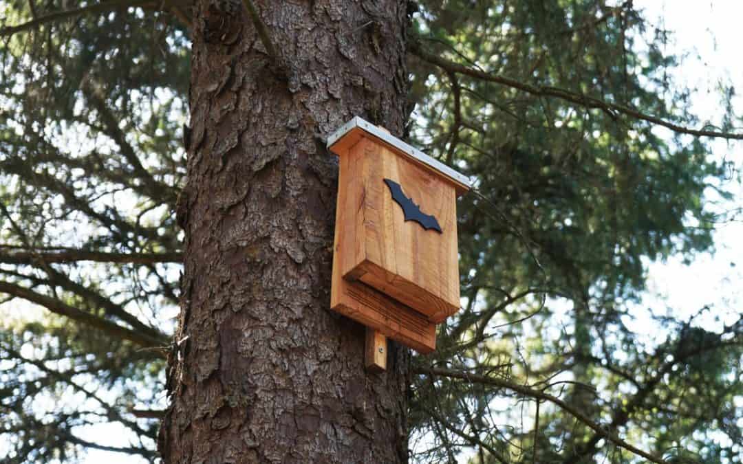 Hilfe für Fledermäuse: Baue ihnen ein Haus