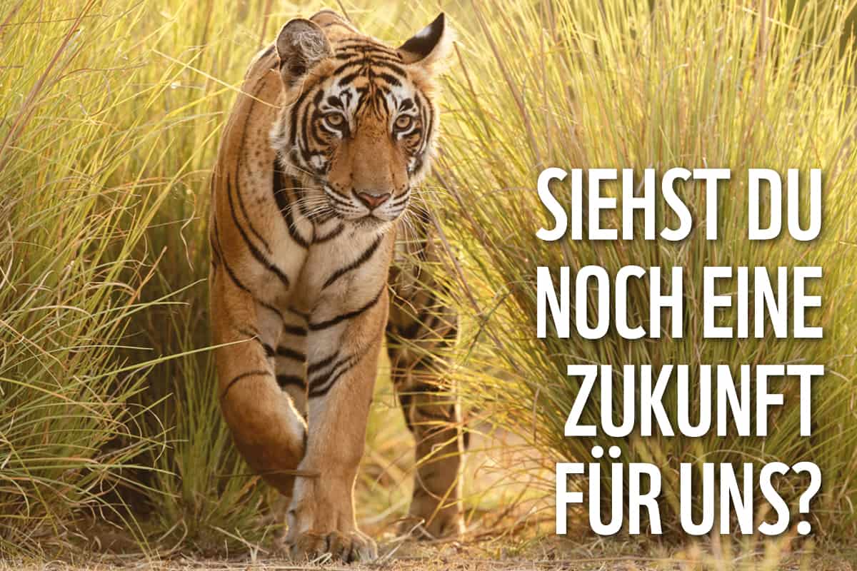 Siehst du noch eine Zukunft für uns_Tiger