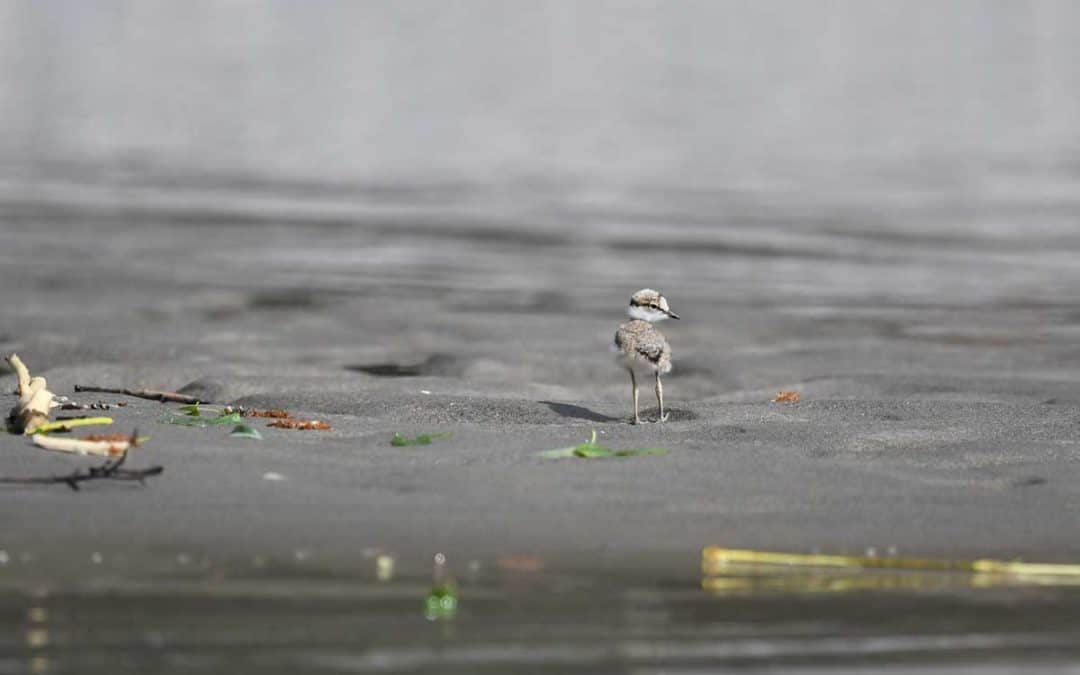 Bild der Woche: Die Rückkehr der Kiesbankbrüter