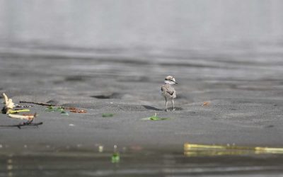 Bild der Woche: Die Rückkehr der Kiesbankbrüter