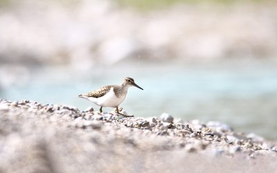 Erste Flussuferläufer zurück am Inn – WWF und BirdLife schützen Brutplätze