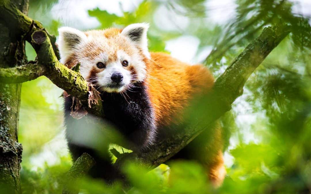 Der Rote Panda