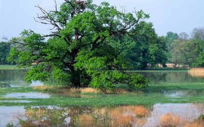 Startschuss für EU-Renaturierung: WWF fordert nationalen Schulterschluss