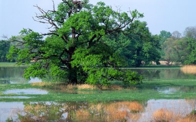 Green Deal in Gefahr: WWF, Fridays for Future und Biodiversitätsrat fordern Naturschutz-Offensive