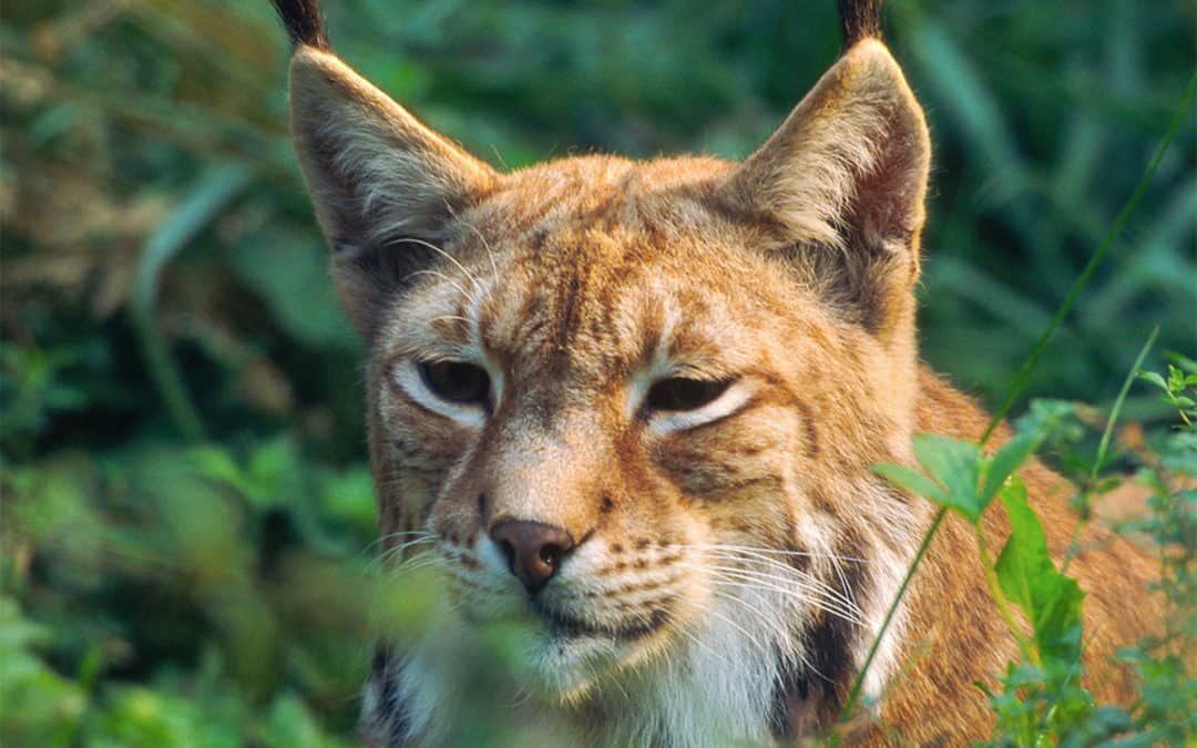 WWF: Luchs in Österreich regional vom Aussterben bedroht
