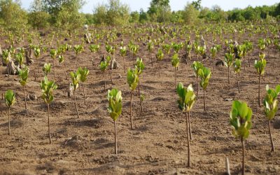 WWF und Rotes Kreuz: Naturschutz kann klimabedingte Katastrophen um mehr als ein Viertel reduzieren