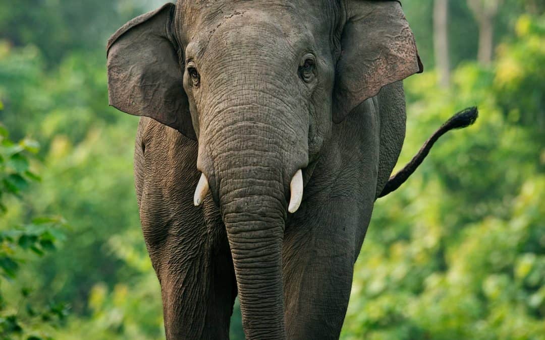 Der Elefantenflüsterer von Myanmar