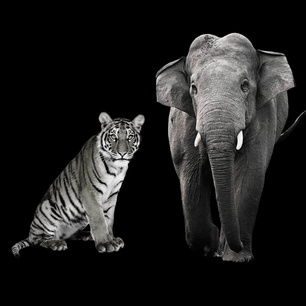 Stopp Wilderei Tiger & Elefant