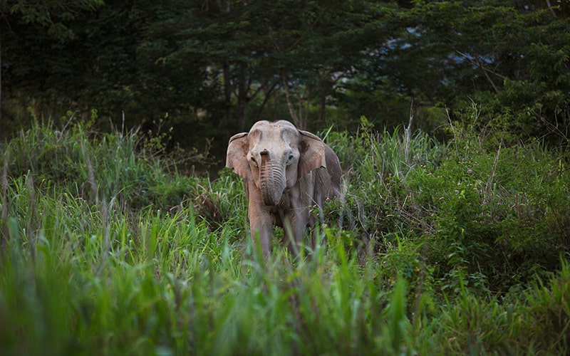 Elefant