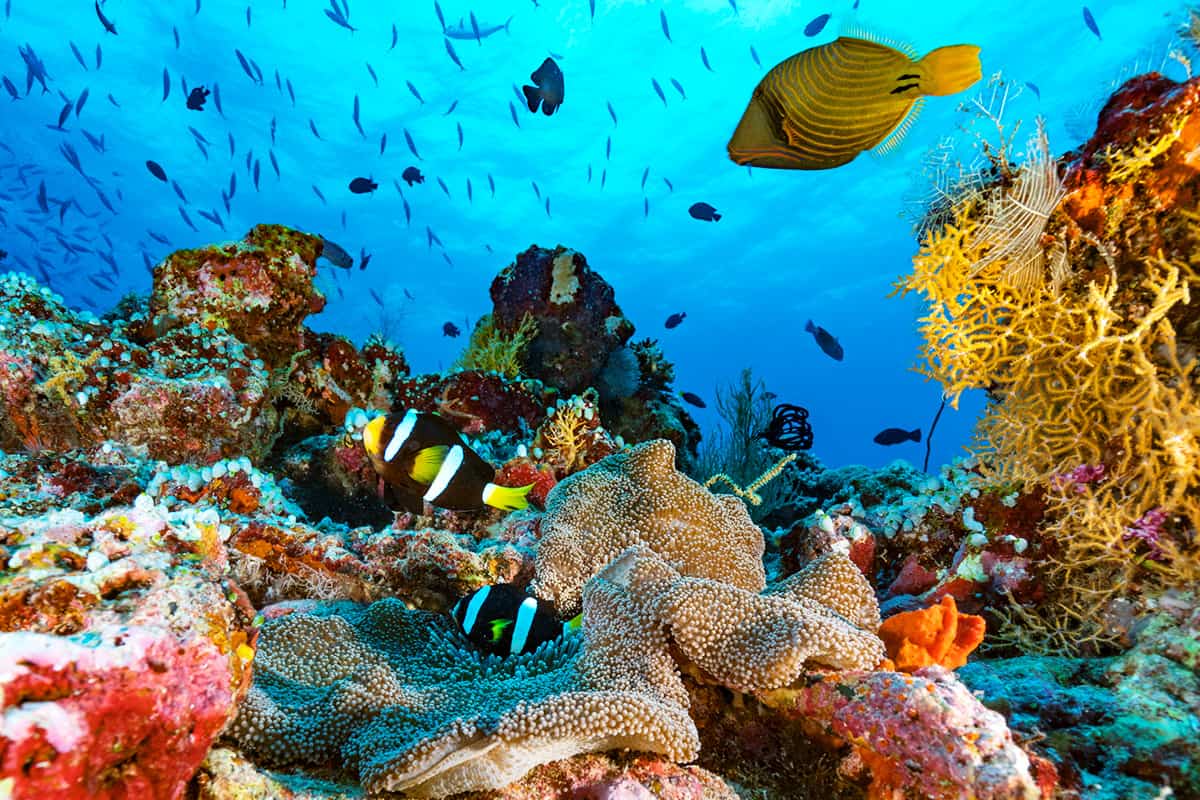 Korallenriff