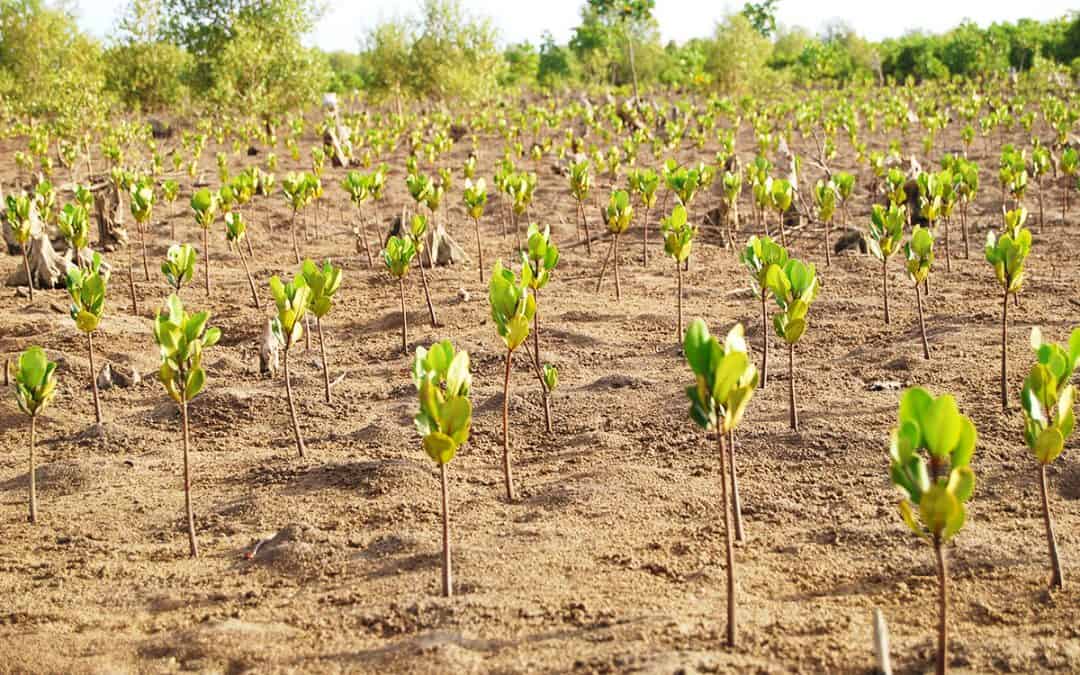 Naturschutz rettet Leben