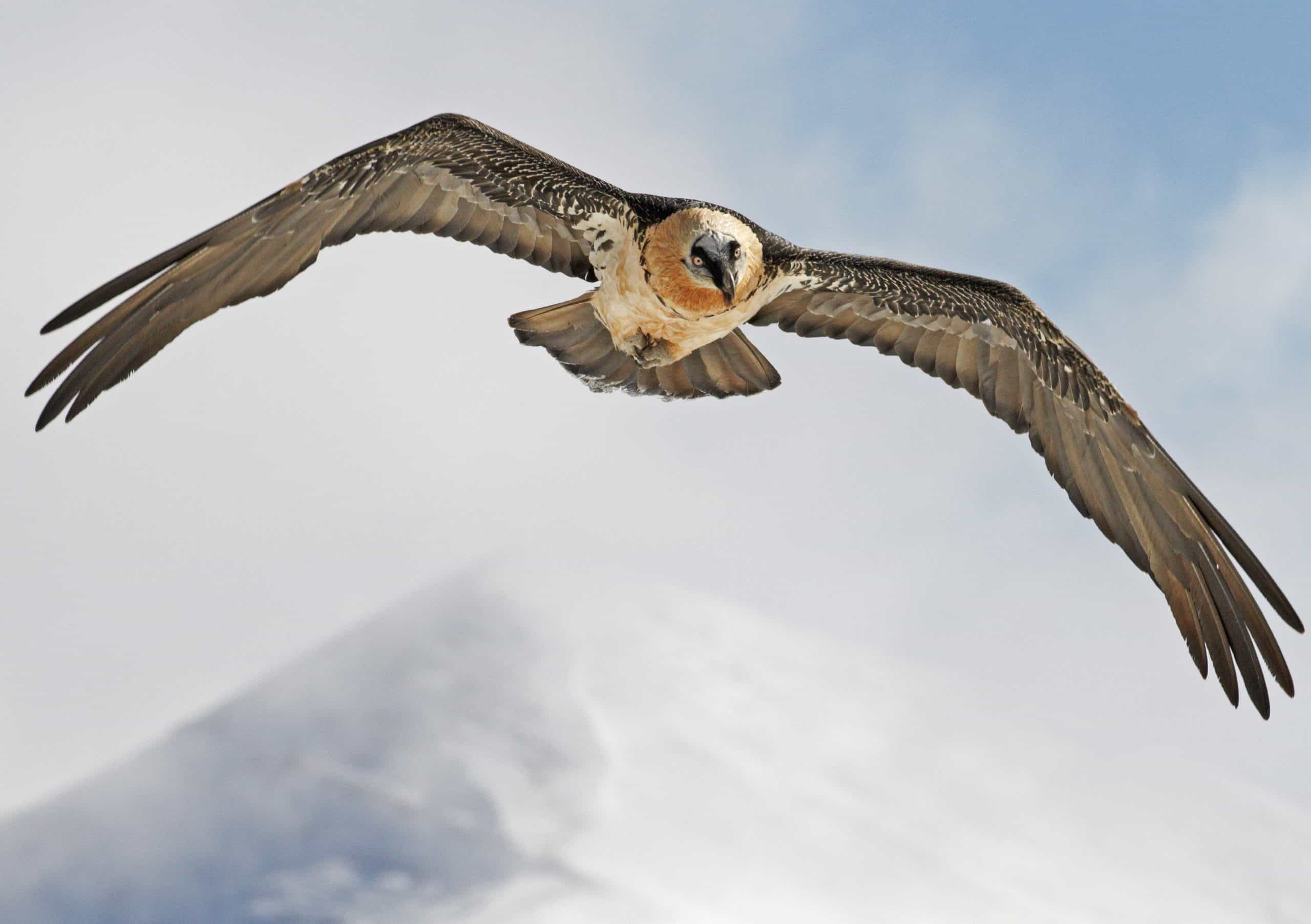 Bartgeier(c)Markus Varesvuo/WWF