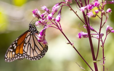 WWF zu IUCN Update: Rote Liste gefährdeter Arten so lang wie noch nie