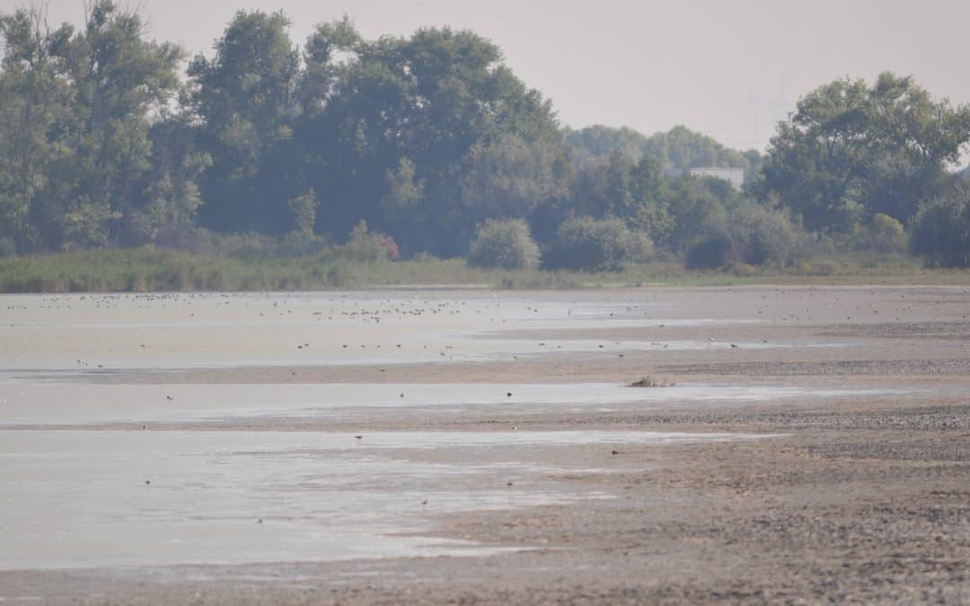 Neusiedler See: Darum wäre eine Wasserzuleitung eine ökologische Katastrophe