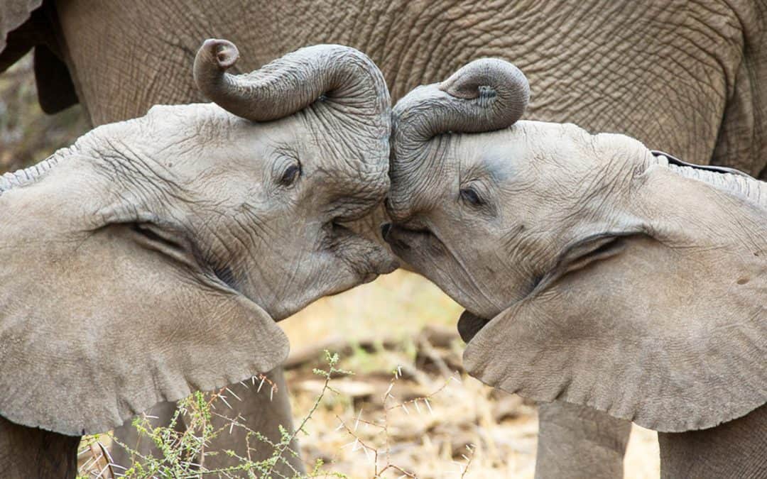 Neues Weltnaturabkommen zum Ende der COP15