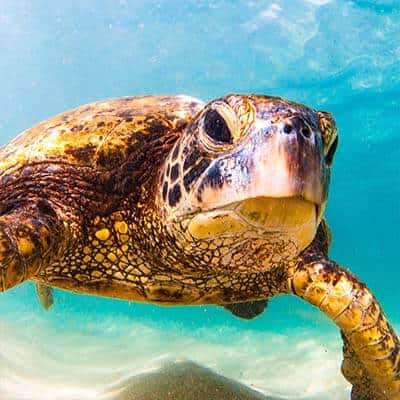 Meeresschildkröte schwimmt im Meer