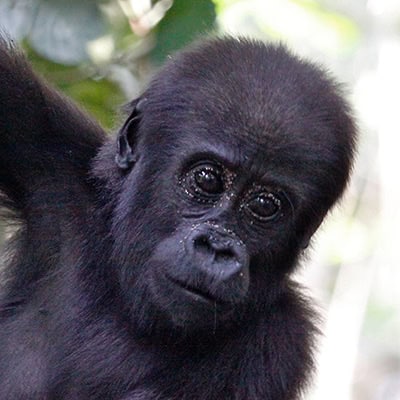 Berggorilla Junges im Virunga Nationalpark