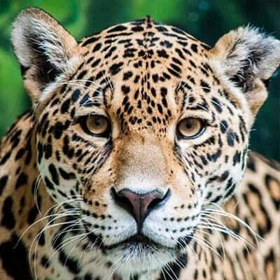 Nahaufnahme eines Jaguars