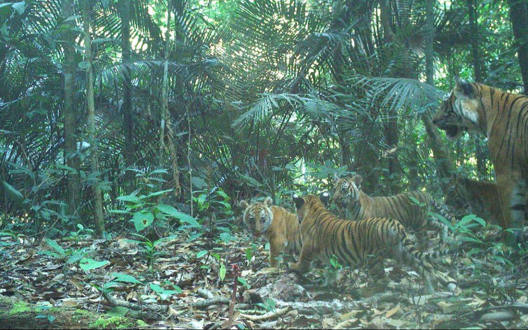 Bild der Woche: Tiger-Nachwuchs in Malaysia