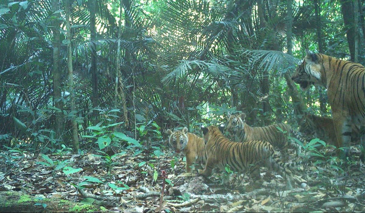 Tiger Familie in Malaysia. (c) WWF Malaysia