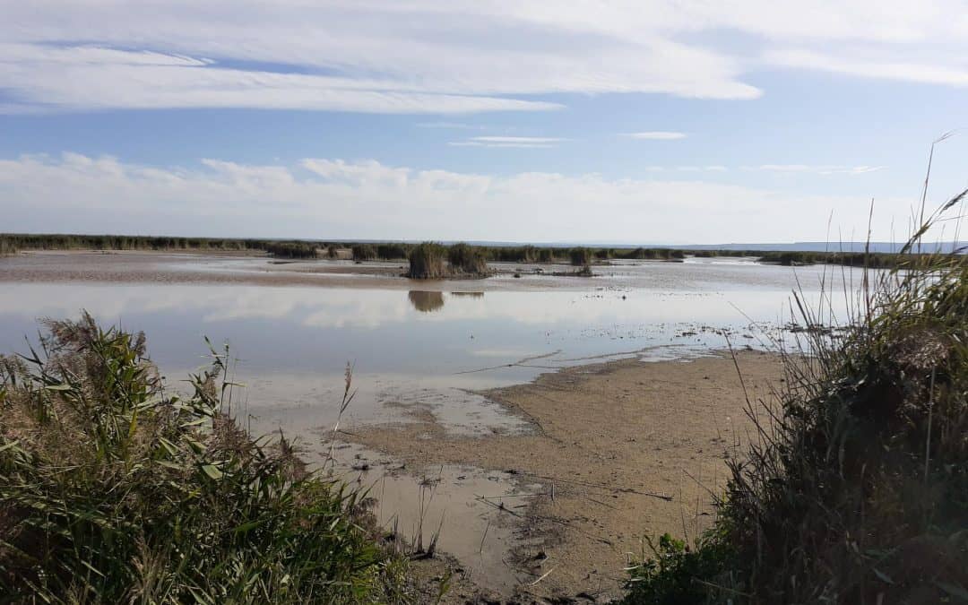 WWF warnt vor Zerstörung des Neusiedler Sees durch künstliche Wasserzuleitung