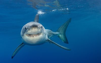 Good News: Besserer Schutz für Haie und Rochen im Mittelmeer